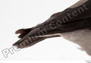 Carrion crow bird tail 0001.jpg